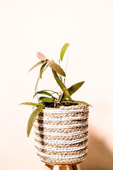 Hoya scortechinii